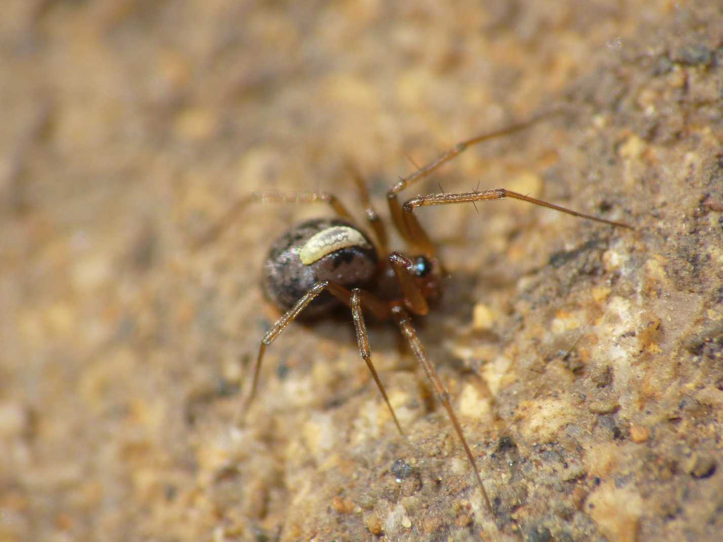 Ragnetto (Linyphiidae)parassitato con larva di Ichneumonidae